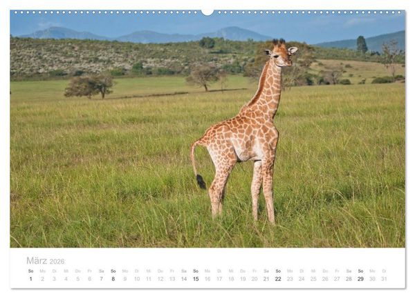 Produktbild: Tierische Gl&uuml;cksmomente mit Weisheiten (hochwertiger Premium Wandkalender 2026 DIN A2 quer), Kunstdruck in Hochglanz