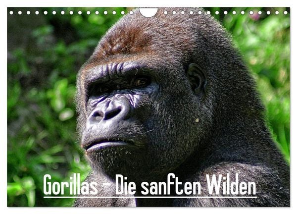 Produktbild: Gorillas - Die sanften Wilden (Wandkalender 2026 DIN A4 quer), CALVENDO Monatskalender