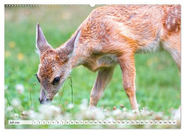 Produktbild: Rehe - Sanfte Waldbewohner (hochwertiger Premium Wandkalender 2026 DIN A2 quer), Kunstdruck in Hochglanz