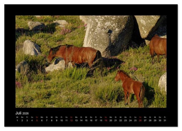 Produktbild: Garranos - Bedrohte Wildpferde Europas (Wandkalender 2026 DIN A4 quer), CALVENDO Monatskalender