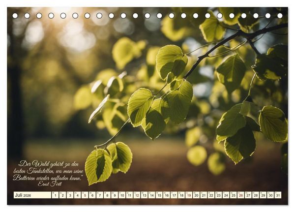 Produktbild: Waldbaden - Shinrin Yoku (Tischkalender 2026 DIN A5 quer), CALVENDO Monatskalender