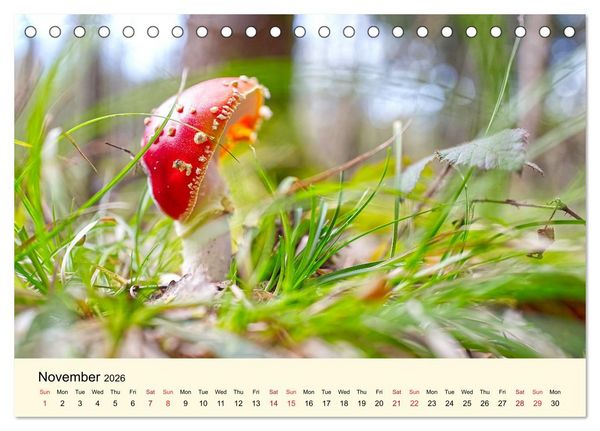 Produktbild: Whispers Beneath the Forest's Moss Mushrooms (Desk Calendar 2026 DIN A5 landscape), CALVENDO 12 Month DeskCalendar