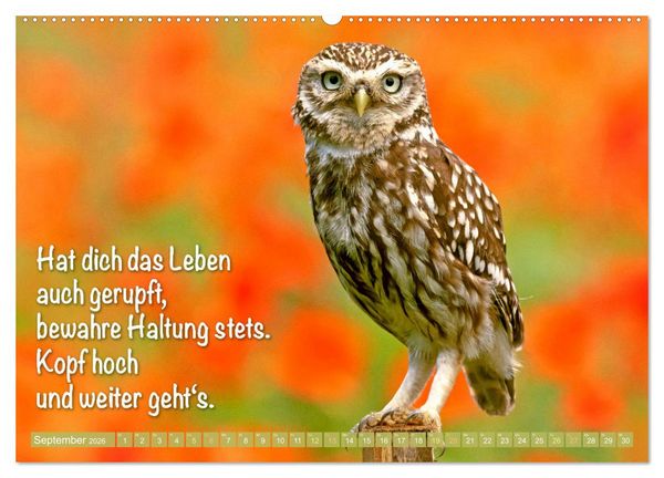 Produktbild: Die Eulen sind los: Edition lustige Tiere (Wandkalender 2026 DIN A2 quer), CALVENDO Monatskalender
