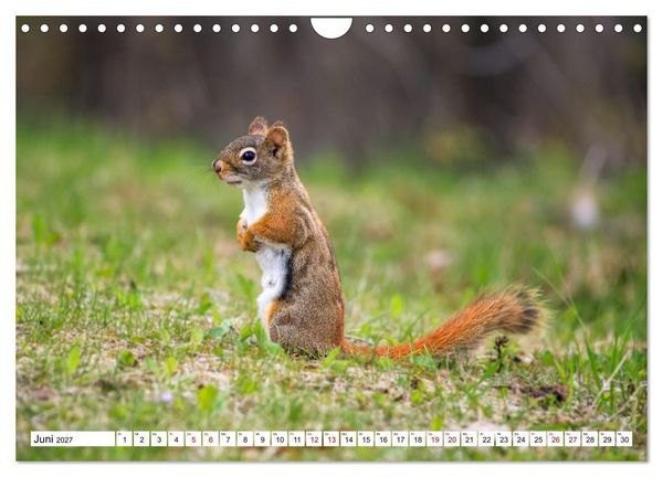 Produktbild: Eichh&ouml;rnchen - Kleine Tiere mit gro&szlig;em Charakter (Wandkalender 2027 DIN A4 quer), CALVENDO Monatskalender