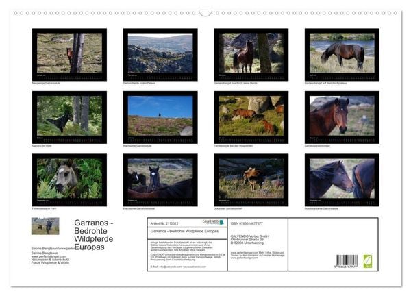 Produktbild: Garranos - Bedrohte Wildpferde Europas (Wandkalender 2026 DIN A2 quer), CALVENDO Monatskalender