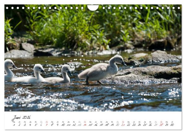 Produktbild: Ein Jahr mit den Schw&auml;nen (Wandkalender 2026 DIN A4 quer), CALVENDO Monatskalender