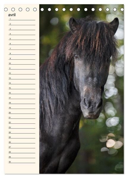 Produktbild: Cheval islandais - Calendrier anniversaire (Calendrier de bureau 2026 DIN A5 horizontal), CALVENDO calendrier mensuel