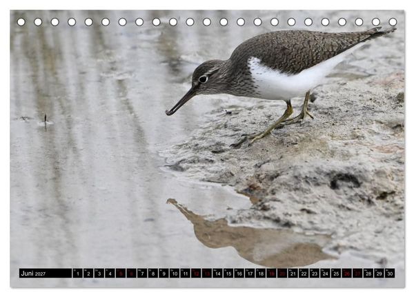 Produktbild: Mallorcas V&ouml;gel (Tischkalender 2027 DIN A5 quer), CALVENDO Monatskalender