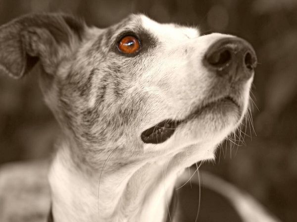Produktbild: CALVENDO Puzzle Ein Motiv aus dem Kalender Galgo eye-catcher | 1000 Teile Lege-Gr&ouml;&szlig;e 64x48cm Foto-Puzzle f&uuml;r gl&uuml;ckliche Stunden