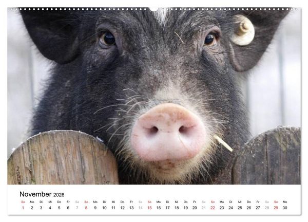 Produktbild: Schwein gehabt! (hochwertiger Premium Wandkalender 2026 DIN A2 quer), Kunstdruck in Hochglanz