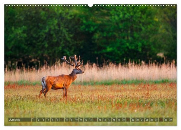 Produktbild: Wilder Dar&szlig; - Fuchs, Hirsch und Co. 2026 (hochwertiger Premium Wandkalender 2026 DIN A2 quer), Kunstdruck in Hochglanz