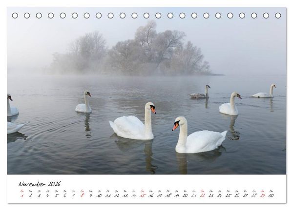 Produktbild: Ein Jahr mit den Schw&auml;nen (Tischkalender 2026 DIN A5 quer), CALVENDO Monatskalender