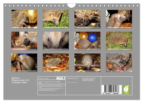 Produktbild: Igeleien - Begegnungen mit hungrigen Igeln (Wandkalender 2026 DIN A4 quer), CALVENDO Monatskalender