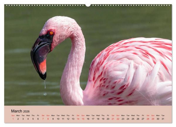 Produktbild: Just Flamingos (High Quality Premium Wall Calendar 2026 DIN A2 landscape),CALVENDO 12 Month Wall Calendar