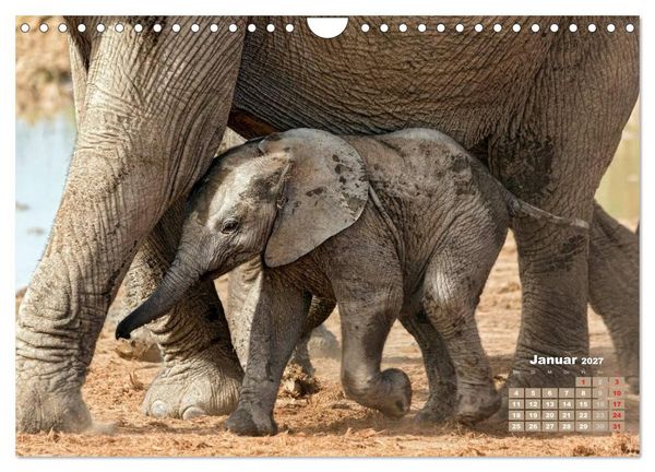Produktbild: Afrikas Tierwelt: Elefantenbabys (Wandkalender 2027 DIN A4 quer), CALVENDO Monatskalender