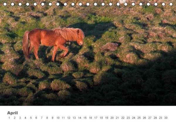 Produktbild: Islandpferde: Gef&auml;hrten der Wikinger (Tischkalender immerw&auml;hrend DIN A5 quer)