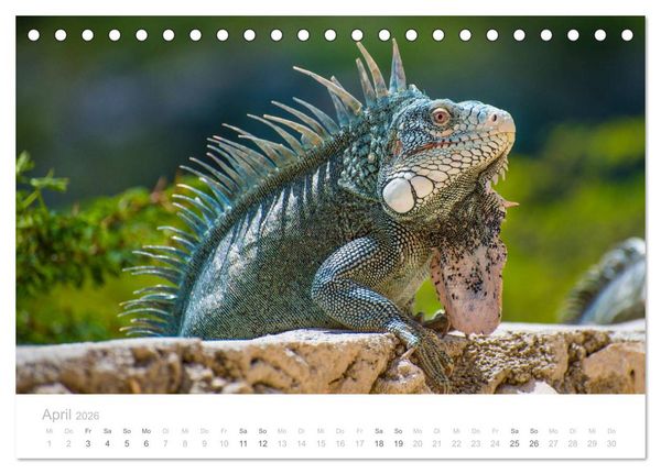 Produktbild: Trauminsel Cura&ccedil;ao (Tischkalender 2026 DIN A5 quer), CALVENDO Monatskalender