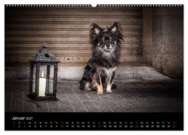 Produktbild: Chihuahuas - Cool and Cute (Wandkalender 2027 DIN A2 quer), CALVENDO Monatskalender