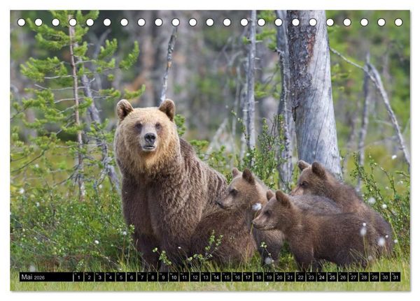 Produktbild: Magie des Augenblicks - Tierkinder - klein, aber wild (Tischkalender 2026 DIN A5 quer), CALVENDO Monatskalender