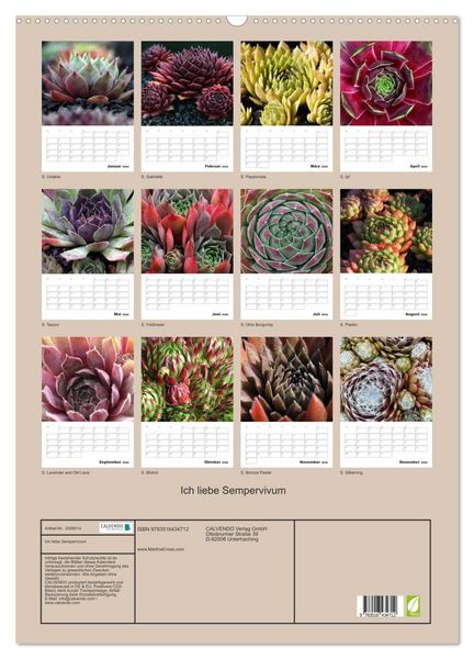 Produktbild: Ich liebe Sempervivum (Wandkalender 2026 DIN A2 hoch), CALVENDO Monatskalender