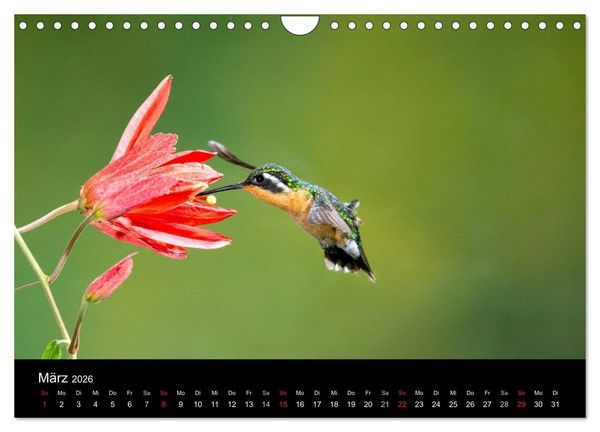 Produktbild: Der Kolibrikalender (Wandkalender 2026 DIN A4 quer), CALVENDO Monatskalender
