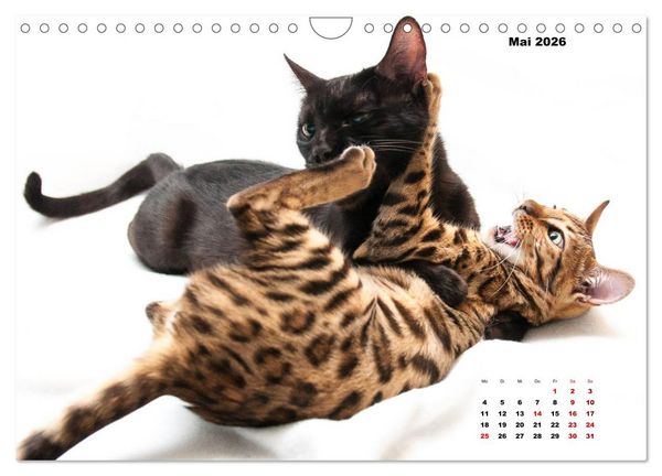 Produktbild: Bengal K&auml;tzchen 2 (Wandkalender 2026 DIN A4 quer), CALVENDO Monatskalender