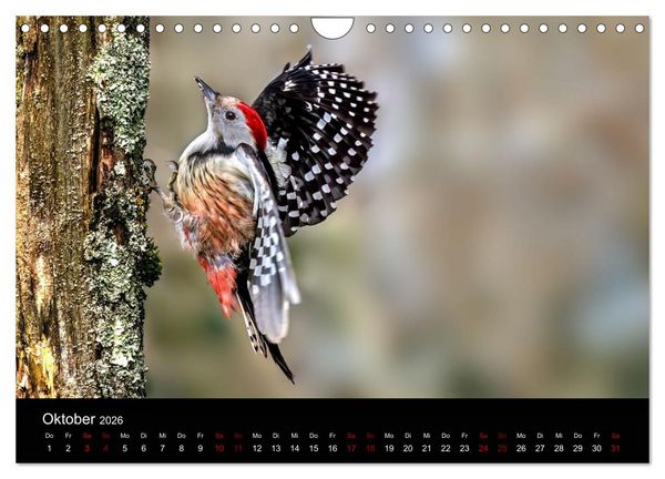 Produktbild: Augen auf - versteckte Tierwelt (Wandkalender 2026 DIN A4 quer), CALVENDO Monatskalender