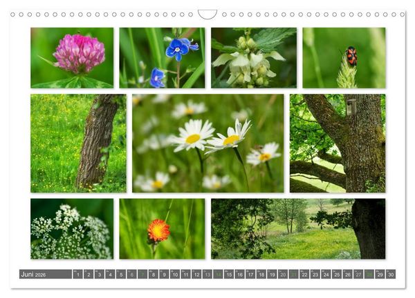 Produktbild: Naturcollagen 2026 (Wandkalender 2026 DIN A3 quer), CALVENDO Monatskalender