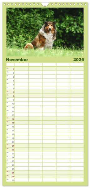 Produktbild: Familienplaner 2026 - Collies - charmante Herzensbrecher mit 5 Spalten (Wandkalender, 21 x 45 cm) CALVENDO