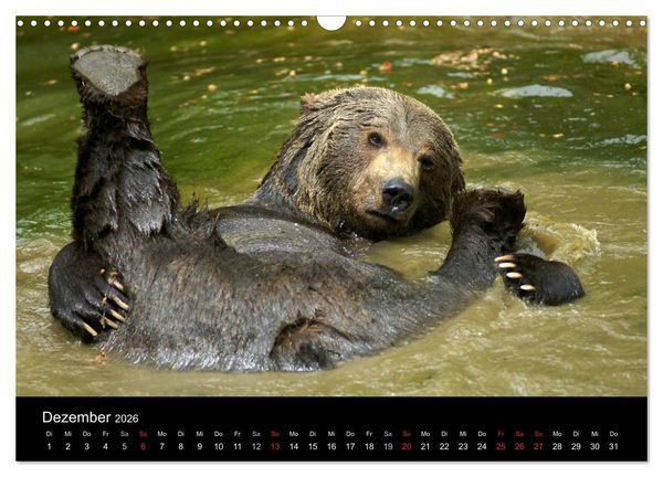 Produktbild: B&auml;ren im Nationalpark Bayerischer Wald (Wandkalender 2026 DIN A3 quer), CALVENDO Monatskalender