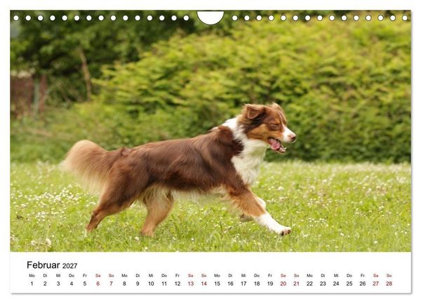 Produktbild: Australian Shepherd - Treue Blicke, wilde Herzen (Wandkalender 2027 DIN A4 quer), CALVENDO Monatskalender