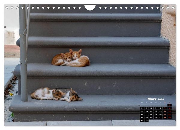 Produktbild: Katzen von Rhodos - Kleine G&ouml;tter auf vier Pfoten (Wandkalender 2026 DIN A4 quer), CALVENDO Monatskalender