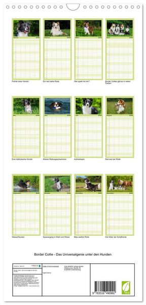 Produktbild: Familienplaner 2026 - Border Collie - Das Universalgenie unter den Hunden mit 5 Spalten (Wandkalender, 21 x 45 cm) CALVENDO