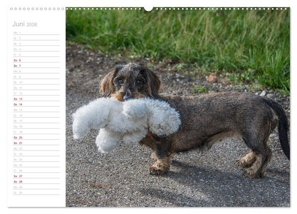 Produktbild: Rauhaardackel Motte & Friends (hochwertiger Premium Wandkalender 2026 DIN A2 quer), Kunstdruck in Hochglanz