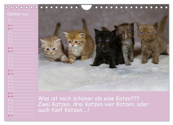 Produktbild: Drollige Tierkinder Mit Spr&uuml;chen (Wandkalender 2026 DIN A4 quer), CALVENDO Monatskalender