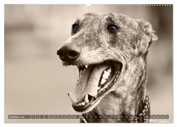 Produktbild: Galgo eye-catcher (hochwertiger Premium Wandkalender 2026 DIN A2 quer), Kunstdruck in Hochglanz