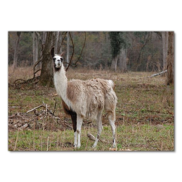 Produktbild: Lais Puzzle Lama 500 Teile