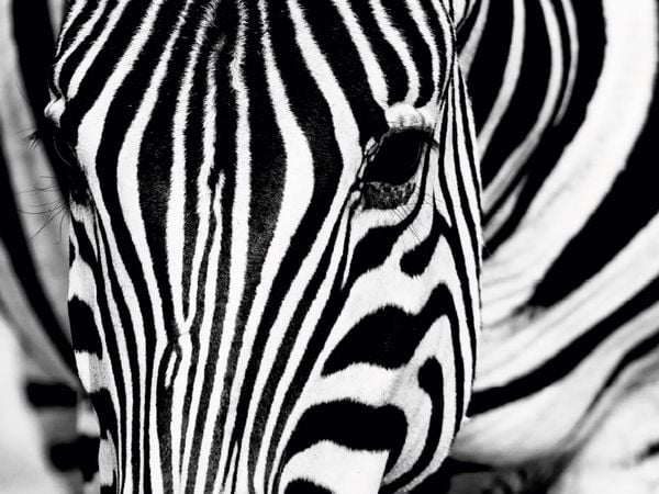 Produktbild: CALVENDO Puzzle Afrika: Nahaufnahme eines Steppenzebra in Botswana | 1000 Teile Lege-Gr&ouml;&szlig;e 64x48cm Foto-Puzzle f&uuml;r gl&uuml;ckliche Stunden