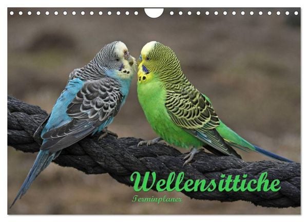 Produktbild: Terminplaner Wellensittiche (Wandkalender 2026 DIN A4 quer), CALVENDO Monatskalender