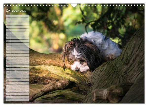 Produktbild: Spa&szlig; mit Havanesern (Wandkalender 2026 DIN A3 quer), CALVENDO Monatskalender
