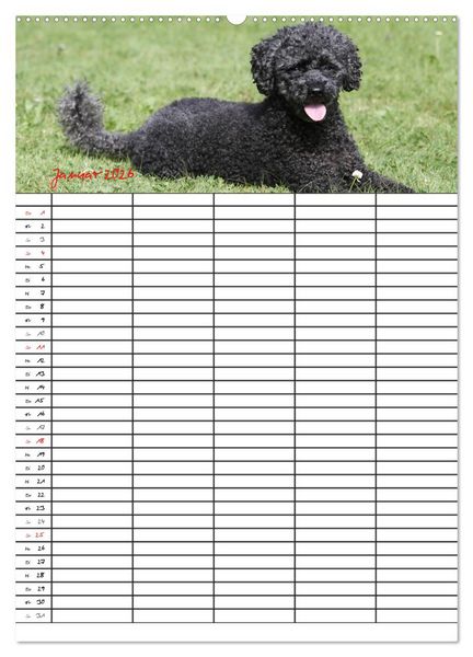 Produktbild: Der Pudel-Familienplaner (hochwertiger Premium Wandkalender 2026 DIN A2 hoch), Kunstdruck in Hochglanz