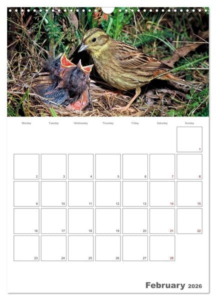 Produktbild: At the dawn of life the secret life of passerines (Wall Calendar 2026 DIN A3 portrait), CALVENDO 12 Month Wall Calendar