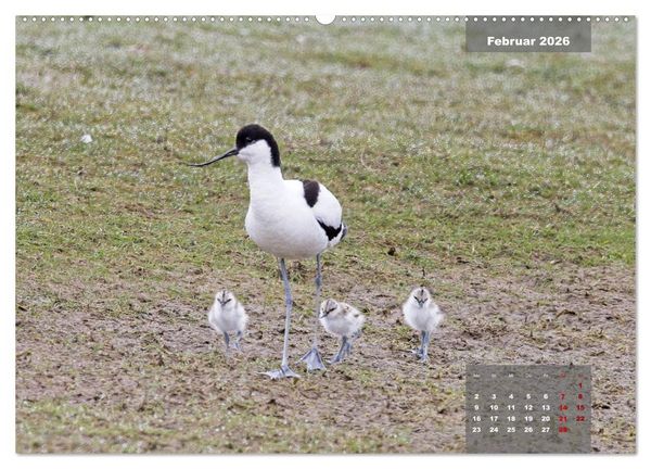 Produktbild: Naturparadies Nordstrand und Beltringharder Koog (hochwertiger Premium Wandkalender 2026 DIN A2 quer), Kunstdruck in Hochglanz