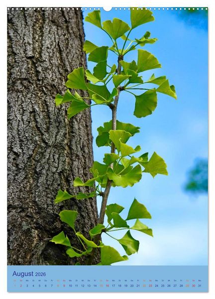 Produktbild: Ginkgo (hochwertiger Premium Wandkalender 2026 DIN A2 hoch), Kunstdruck in Hochglanz