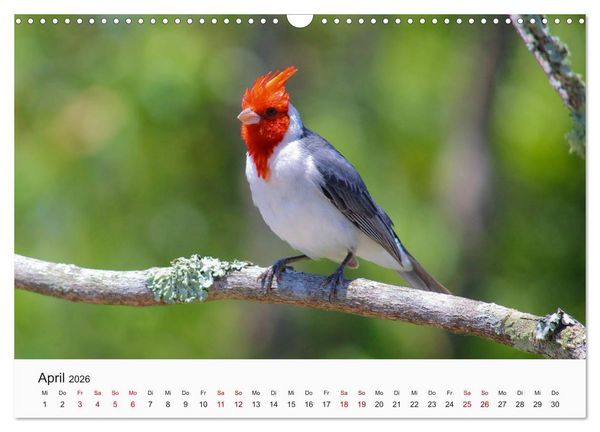 Produktbild: V&ouml;gel - Die K&ouml;nige der L&uuml;fte (Wandkalender 2026 DIN A3 quer), CALVENDO Monatskalender