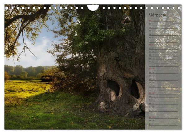 Produktbild: Unser Wald - Magische Sichten in norddeutsche W&auml;lder / Geburtstagskalender (Wandkalender 2026 DIN A4 quer), CALVENDO Monatskalender