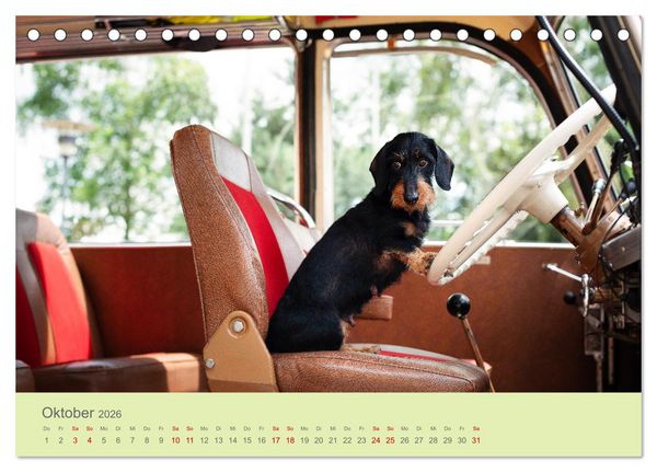 Produktbild: Dackel unterwegs (Tischkalender 2026 DIN A5 quer), CALVENDO Monatskalender