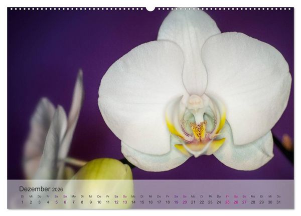 Produktbild: Phalaenopsis - die zauberhafte Welt der Orchideen (Wandkalender 2026 DIN A2 quer), CALVENDO Monatskalender