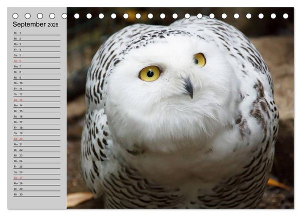 Produktbild: Eulen. W&auml;chter der Nacht (Tischkalender 2026 DIN A5 quer), CALVENDO Monatskalender