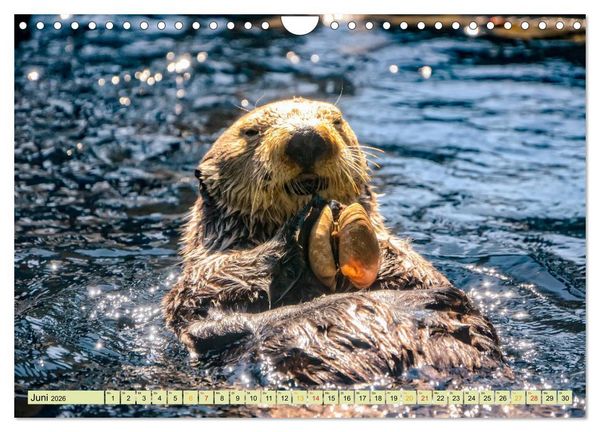 Produktbild: Fischotter - putzige Kerlchen und elegante Schwimmer (Wandkalender 2026 DIN A4 quer), CALVENDO Monatskalender